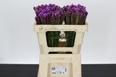Liatris Spicata 50cm