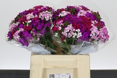 Dianthus Barb Aldo Rainbow Mix 45cm
