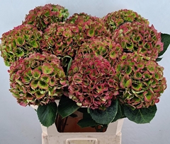 Hydrangea Opal Classic 80cm 19-21cm Hd