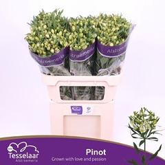 Alstroemeria Florinca Pinot 75cm