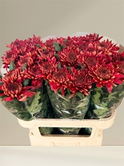 Chrysanth Single Hornbill Salmon 80cm 110gr.