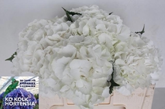 Hydrangea White Verena 50cm 17-19cm Hd