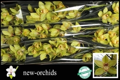 Cymbidium Bonny 60cm