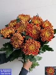 Chrysanth Single Fuego 75cm 60gr.