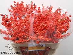 Ilex Verticillata Oudijk's Orange 80cm
