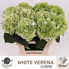 Hydrangea White Verena Classic 60cm 17-19cm Hd