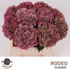 Hydrangea Rodeo Red Classic 40cm 13-15cm Hd