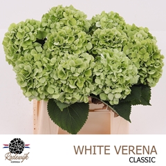 Hydrangea White Verena Classic 40cm 13-15cm Hd