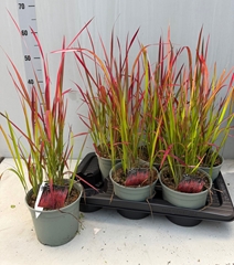 Imperata Cylindrica Red Baron 17Ø 40cm