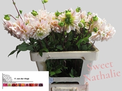 Dahlia Sweet Nathalie 55cm