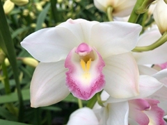 Cymbidium Mini Earliflor 70cm