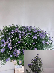 Aster Cassandra 70cm 35gr.