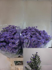 Aster Cassandra 85cm 42gr.