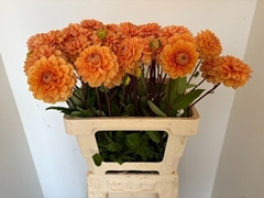 Dahlia Sylvia 60cm
