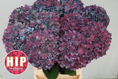 Hydrangea Pimpernel Classic 100cm 22-24cm Hd