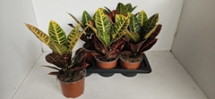 Codiaeum Big Leaf Petra 17Ø 40cm