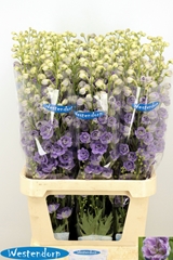 Delphinium Double Kissi Blush Milka 100cm