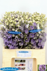 Delphinium Double Kissi Blush Milka 65cm
