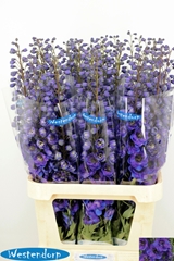 Delphinium Double Kissi Flash Blue 100cm
