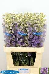 Delphinium Double Kissi Blush Milka 90cm