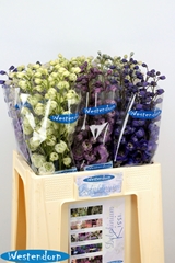 Delphinium Double Mix 65cm
