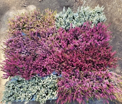 Calluna Mix 5 Colours 9Ø 15cm