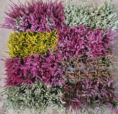 Calluna Mix 5 Colours 10Ø 15cm