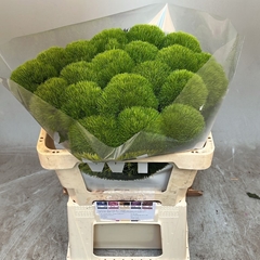 Dianthus Barb Kiwi Mellow Cool 52cm