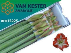 Hippeastrum Minerva 80cm