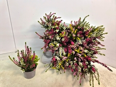 Calluna Callu Nova Mix 3 Colours 6Ø 15cm