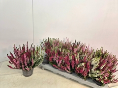 Calluna Callu Nova Mix 3 Colours 10Ø 20cm