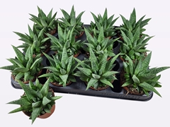 Gasteria 8Ø 15cm