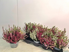 Calluna Callu Nova Mix 3 Colours 13Ø 26cm