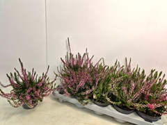 Calluna Callu Nova Mix 2 Colours 10Ø 22cm
