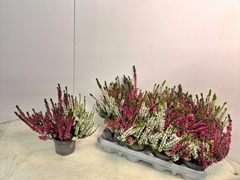 Calluna Callu Nova Mix 2 Colours 9Ø 18cm