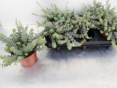 Crassula Marnieriana 11Ø 20cm