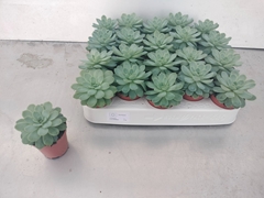 Echeveria 6Ø 6cm