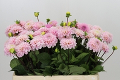 Dahlia Wizard Of Oz 50cm