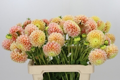 Dahlia Sweet Suzanne 55cm