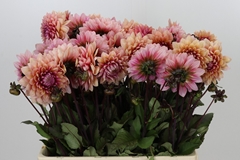 Dahlia Sweet Sanne 55cm