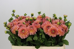 Dahlia Peachy Wizard 50cm
