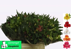 Alstroemeria Mix 45cm 20gr.