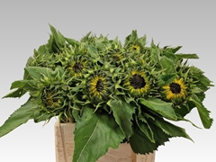 Helianthus Sunrich Orange 65cm 12cm Hd