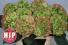 Hydrangea Verena Classic 80cm 20-22cm Hd