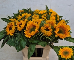 Helianthus Vincent's Fresh 80cm