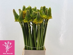 Kniphofia Magical Happy Halloween 70cm