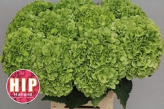 Hydrangea Cannonball Classic 60cm 20-22cm Hd