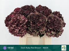 Hydrangea Dark Ruby Classic 40cm 14-16cm Hd