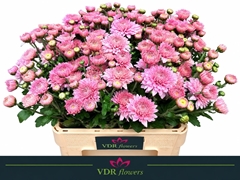 Chrysanth Spray Gompie Pink 60cm 65gr.