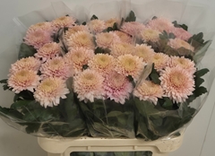 Chrysanth Single Marielle 75cm 95gr.